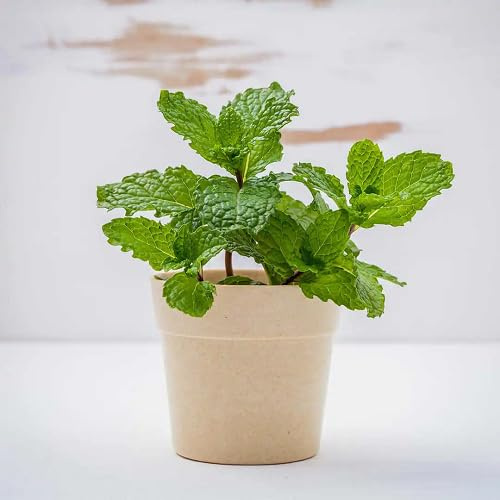 100 semi di menta verde
