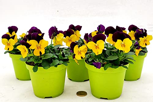 POWERS TO FLOWERS - VIOLE DEL PENSIERO, VIOLA A FIORE PICCOLO VIOLA/GIALLO, 5 PIANTE, Vaso 10,5cm diametro, piante vere