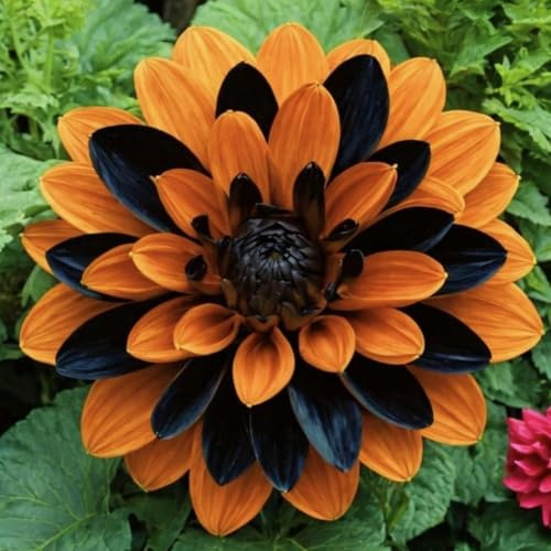 Rizoma de dalia perenne,Decuado para plantar al aire libre, Diseño de paisaje, Plantación Primavera y otoño-2 Rizomas-b