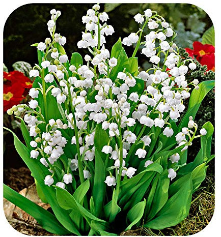 Convallaria Majalis 'Lily of The Valley' Jumbo Planting Pips x 5 by Growtanical®