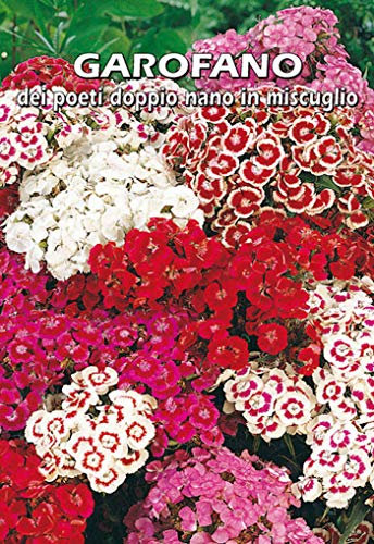 GAROFANO dei poeti doppio nano in miscuglio (Dianthus barbatus) - SEMI
