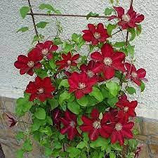 100 semillas de salvia blanca: semillas.