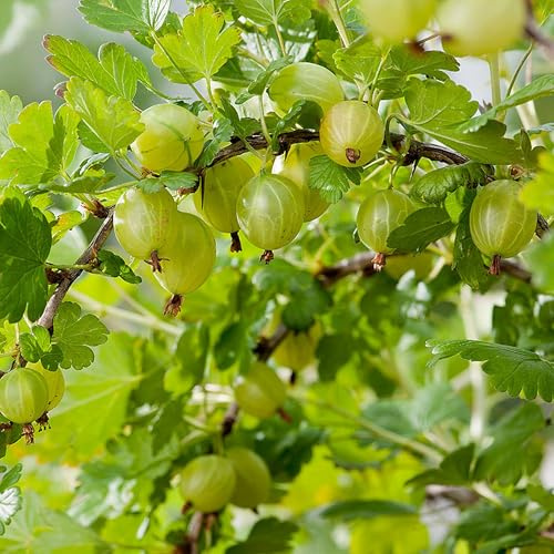 Vivai le Georgiche - Pianta vera di Uva spina Bianca Hinnonmäki Gul Ribes uva-crispa 'Hinnonmäki Gul' - vaso Ø 19 cm - altezza alla vendita 30-40 cm