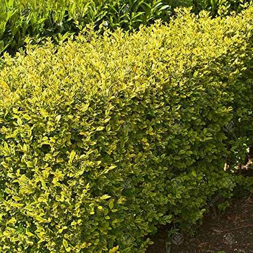 Ligustrum ovalifolium Aureum 'Golden Privet' Bare Root Hedge - Gold Hedging, Tree, Plants | (1-2ft (40-60cm), 5 Plants (1m Hedge))