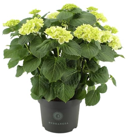 Planta de Hortensia Blanca Natural Ideal para Balcones Patios y Jardines