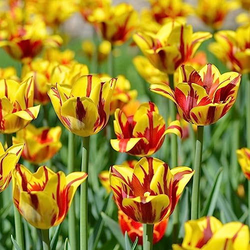 Bulbi di tulipano perenni resistenti - giardino, decorazione primaverili per balconi 3pcs