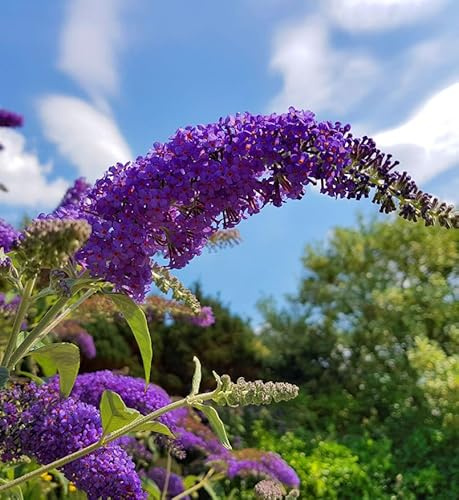 Zwerg Hänge Sommerflieder Little Purple 25-30cm - Buddleja - lebende Gartenpflanze aus den Baumschulen