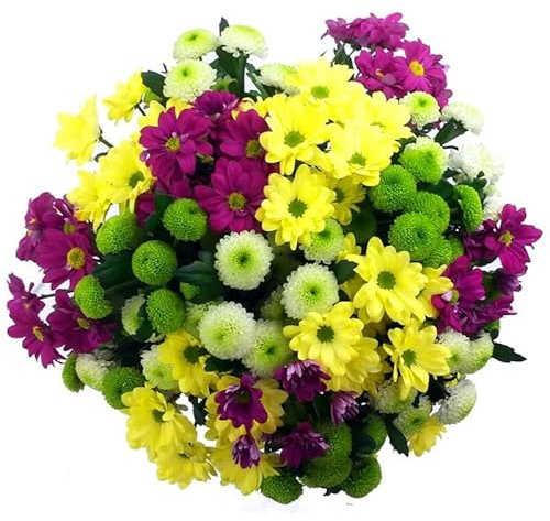 Ramo de Margaritas Frescas Crisantemos Frescos con 100 Flores para Decoración y Regalos Especiales