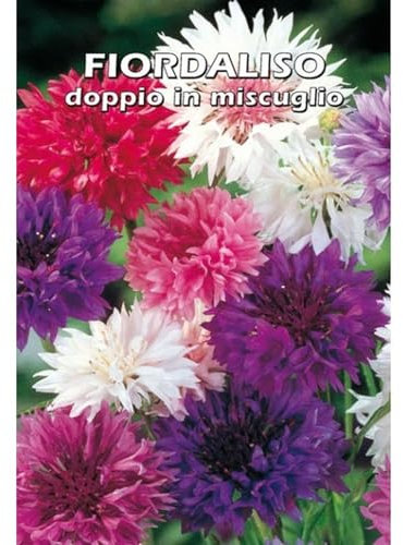 FIORDALISO doppio - Centaurea cyanus (SEMI DA FIORE)