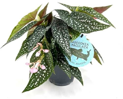 Begonia Maculata - Polka Dot Begonia Evergreen Perennial houseplant in 12cm Pot