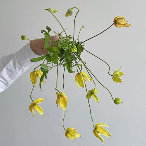 Semillas de Clematis, silvestres Clemátide florida, de jardin resistentes de jardín 160pcs