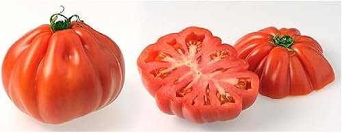 Lot de 200 Graines Semences de Tomate - Coeur de boeuf - Rouge - 03