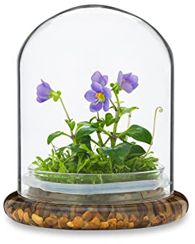 Award Winning: Persian Violet with Sundew Moss - Live Flower Terrarium in Self Sustaining Glass Jar, Maintenance Free and Blooms All-Season, Great Unique Gift and Home Decor, 100% Growth Guarantee