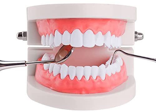 YOUYA DENTAL standard tänder, barn undervisning studietillbehör vuxen standard typodont demonstration tänder modell