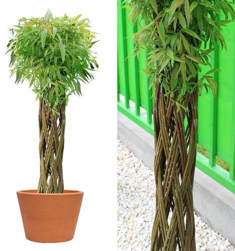 Wicker garden Arbre osier 150 cm - Résistant à l'hiver & Facile d’entretien | Plante décorative | Saule tressé - Idéal pour jardin, balcon & terrasse