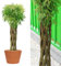 Wicker garden Geflochtene Weide 150 cm - Geflochtener Weidenbaum | Winterhart & Pflegeleicht - Ideal für Garten, Balkon & Terrasse