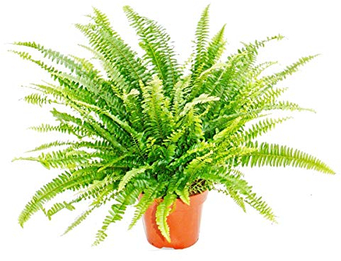 Nephrolepis, fougère sabre 17cm pot