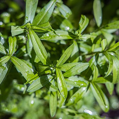 semillas de estragón de balcón semillas productos sostenibles resistentes jardines rocas cultivo jardín extraño variedades antiguas 100pcs