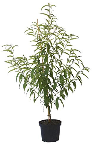 Pfirsichbaum Kernechter vom Vorgebirge, alte Sorte Pfirsich Buschbaum 110-140 cm 10 Liter Topf