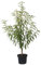 Pfirsichbaum Kernechter vom Vorgebirge, alte Sorte Pfirsich Buschbaum 110-140 cm 10 Liter Topf