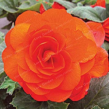 . Begonia 20 Pcs Malus spectabilis Plante en Pot Rare Balcon Patio Fleur Plante pour Jardin Plantation Facile à cultiver: 9