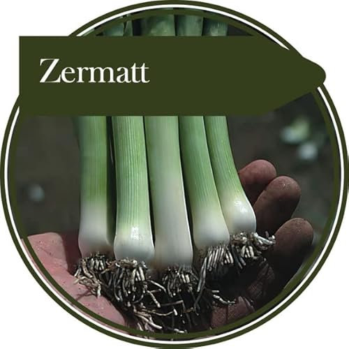 300 semi di porro Zermatt. Produce una varietà a maturazione precoce, con gambo lungo e foglie erette. Ottimo come porro per bambini o lasciato maturare.