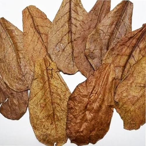 Aqua Breeding Skill Seemandelbaumblätter Aquarium – 10 Stück Catappa Blätter, Natürliches Garnelenfutter, Deko Aquarium, Catappa Leaves für Aquarium Garnelen