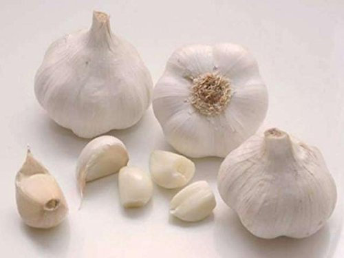 AGLIO BIANCO CONFEZIONE DA 6 TESTE DA COLTIVARE PIANTARE GIARDINO