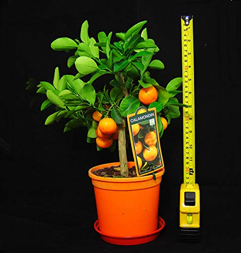 1 Dwarf Standing Fruit Tree in Pot, Alamondin Citrus Orange Indoor Plant, 30-35cm Tall