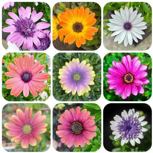 semillas de margarita - variedades antiguas orgánicas exterior jardín 50pcs