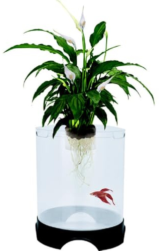 Penn-Plax Aquaponic Planter and Aquarium for Betta Fish | Tank Promotes Healthy Hydroponic Environment for Plants and Fish