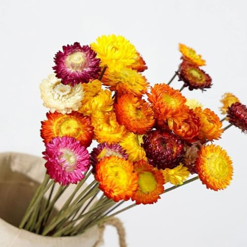 Wintfarm Naturliga torkade blommor, 30 stycken flerfärgade krysantemum, torkade blommor, bukett, växtarrangemang för bröllop, hantverk, vas, vardags- och kontorsfest, dekoration