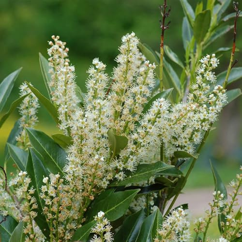 semillas de seto de laurel cerezo, hoja perenne resistentes laurel cereza de jardín perennes resistentes verdes, decoración de jardines para exteriores, 150pcs