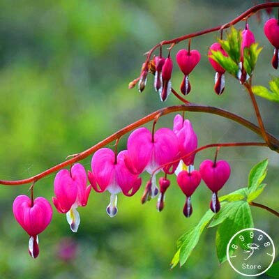 Generic Fresh 100pcs Double Petals Fuchsia Flower SEEDS for planting Pink