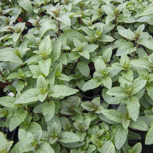 semi di menta piperita biologici - resistenti di esotiche da balcone ufficio giardino all'inverno 300pcs
