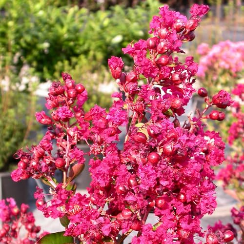 Vivai le Georgiche - Pianta vera di Lagerstroemia indica Nana Petite Red Lillà delle Indie, Mirto crespo - vaso Ø 18 cm