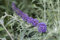 Buddleja davidii 'Nanho Blue' 40-60 cm - Schmetterlingsflieder, blaue Blüten, Blütezeit Juli-September, Schmetterlingsmagnet, pflegeleicht und winterhart