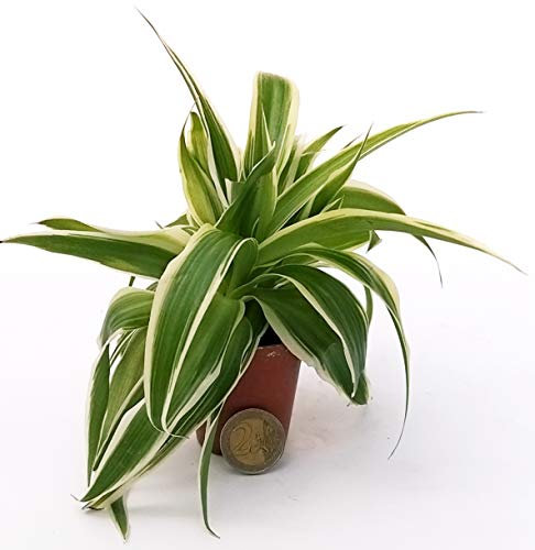 POWERS TO FLOWERS - CHLOROPHYTUM, FALANGIO MINI PER TERRARIUM, pianta vera