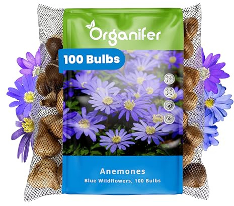 100 Bulbos De Anémona - Bulbo Xxl De 5 Cm - Anémonas Azules - Floración Duradera - Para Un Jardín, Borduras Y Macetas Llenos De Color En Primavera - Organifer