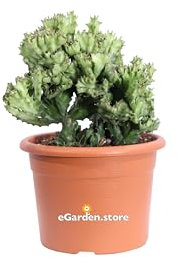 Pianta di Euphorbia Lactea Crestata pianta grassa pianta da esterno o interno pianta ornamentale crestata pianta succulenta pianta vera di Euphorbia venduta da eGarden.store
