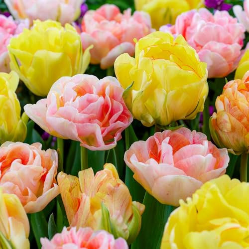 Bulbes de tulipes Pastel Collection (25 pièces) mélange exclusif de tulipes de Hollande, vivaces et résistantes au froid pour le jardin, le balcon (gros bulbes, pas de graines, non artificiel)
