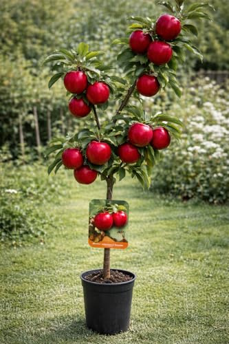 Malus Super Starking äppelträd 100–140 cm – robust äpple, vinteräpple, fruktträd för trädgård och terrass