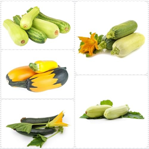 450 pcs zucchini bio samen - deko modern winterharte balkonpflanzen zuchini saat,zucchinisamen,Cucurbita pepo, pflanze topfpflanzen draußen winterhart deko pflanzen seed gemüsebeet