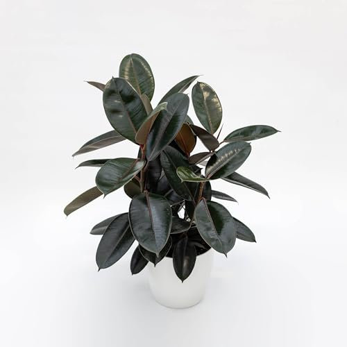 Pianta vera di Ficus elastica Abidjan - Diametro Vaso Ø 21 cm