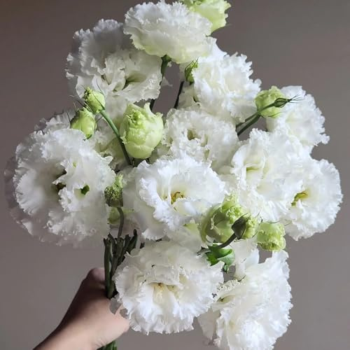 semi di lisianthus eustoma di campo, aiuole rialzate di lisianthus eustoma to perenne, decorazione autunnale rare, 400pcs