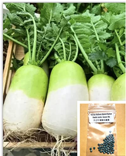 Korean Autumn Hybrid Daikon Radish Seeds; Joseon Mu 조선무 朝鮮白蘿蔔 75 Seeds Củ Cải Hàn Quốc làm Kimchi trồng mùa mát