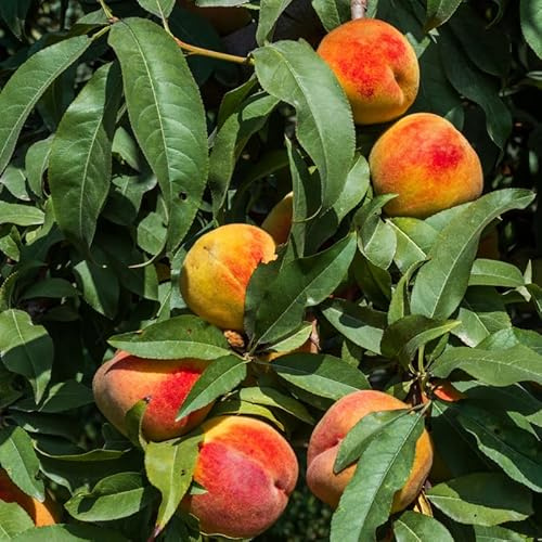 Sweet Peach Tree Live Plant Bare Root and Dormant, 6 to 13 Inches in Tall for Growing, Peachs Fruit Trees Cold Hardy, No Leaf in Winter