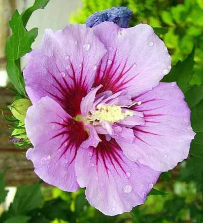 Trädgårdeibisk Ardens – Hibiscus syriacus Ardens – 40–60 cm kruka – blommande prydnadsbuske