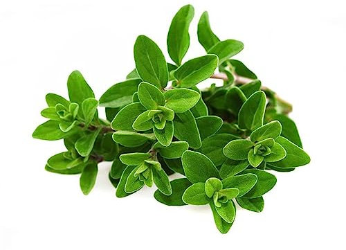 La zappa Semi di maggiorana selvatica pianta aromatica per orto e giardino