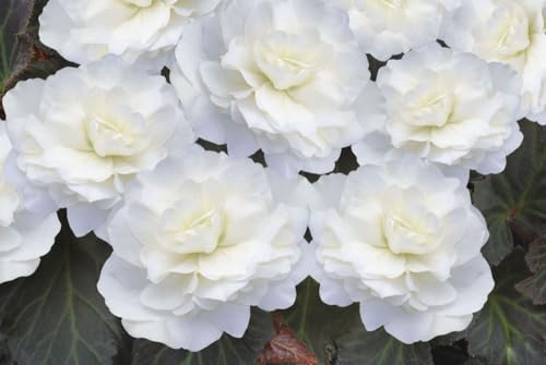 Buy4seeds 4 Seeds Begonia Tuberous Nonstop Mocca White Easy to Grow